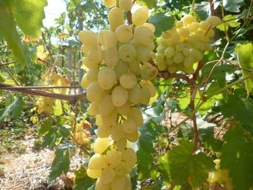 Виноград долгожданный: отзывы, характеристика, секреты посадки