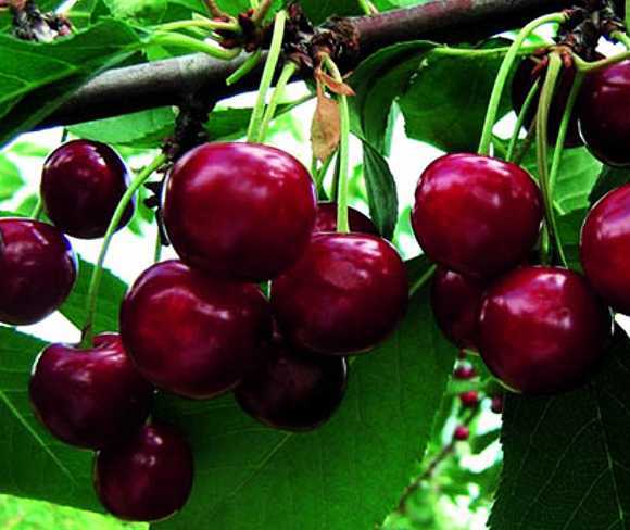 Сорта вишни для урала и сибири: описание 25 лучших, посадка и уход в открытом грунте