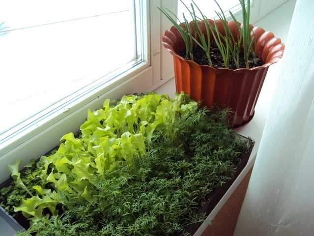 Как и какой салат можно вырастить на подоконнике зимой