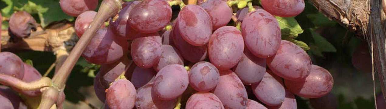 Виноград виктор: качества сорта и нюансы выращивания