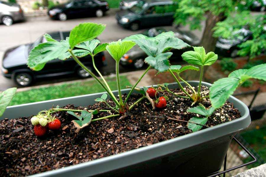 Выращивание клубники в домашних условиях, а также, какие сорта лучше выращивать на балконе с описанием, характеристикой и отзывами