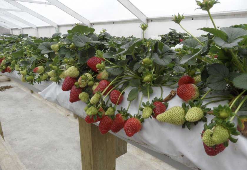Как выращивать клубнику в открытом грунте: схема и технология выращивания