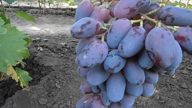 Особенности сорта винограда «байконур»