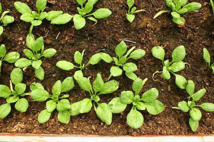 Как вырастить шпинат: посев и уход за растением, условия для хорошего роста
