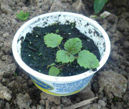 Как посадить мяту на даче — как размножается