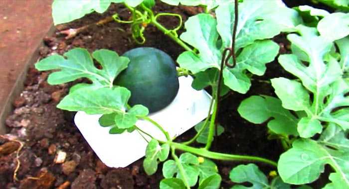 Абуз на балконе: выращивание, уход | как вырастить дыню или тыкву на балконе