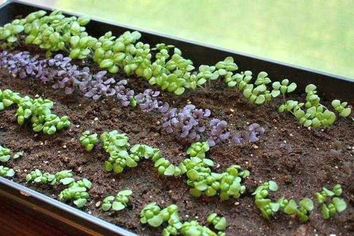 Как вырастить базилик на подоконнике: подготовка семян, посев, уход