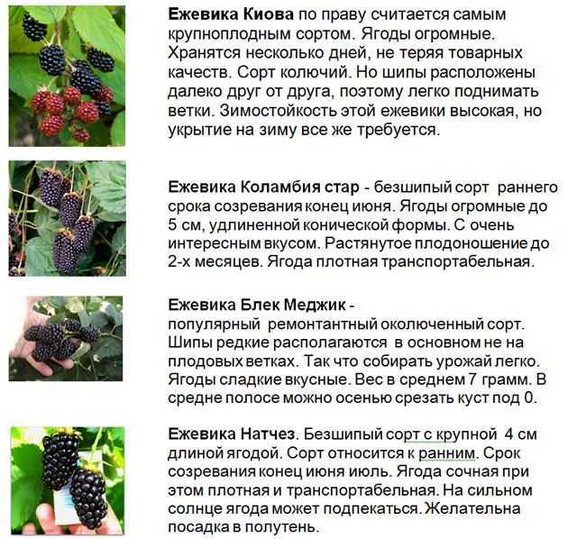 Ежевика блэк сатин: описание и урожайность сорта, уход