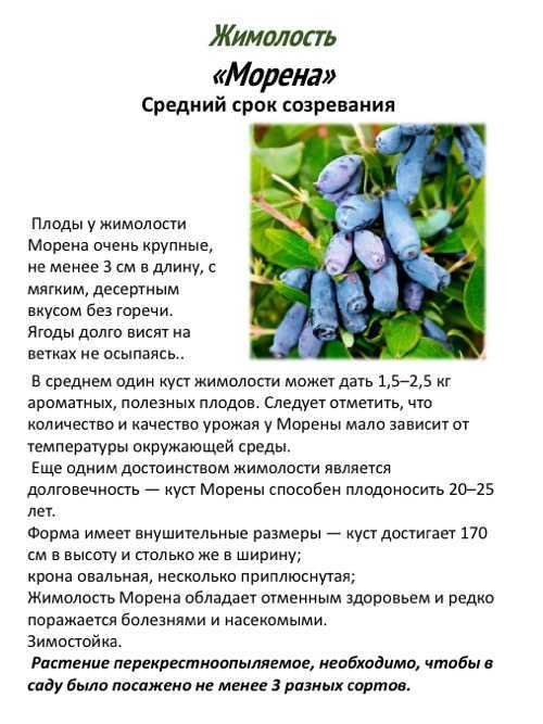 Жимолость голубое веретено: описание и характеристика сорта, особенности выращивания и ухода