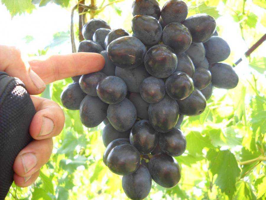 Подробное описание сорта винограда фурор: фото и отзывы