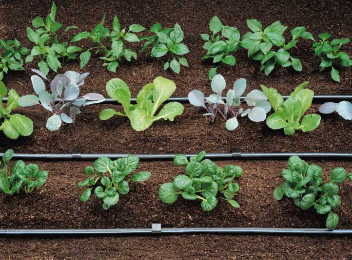 Сельдерей: выращивание на огороде и подоконнике