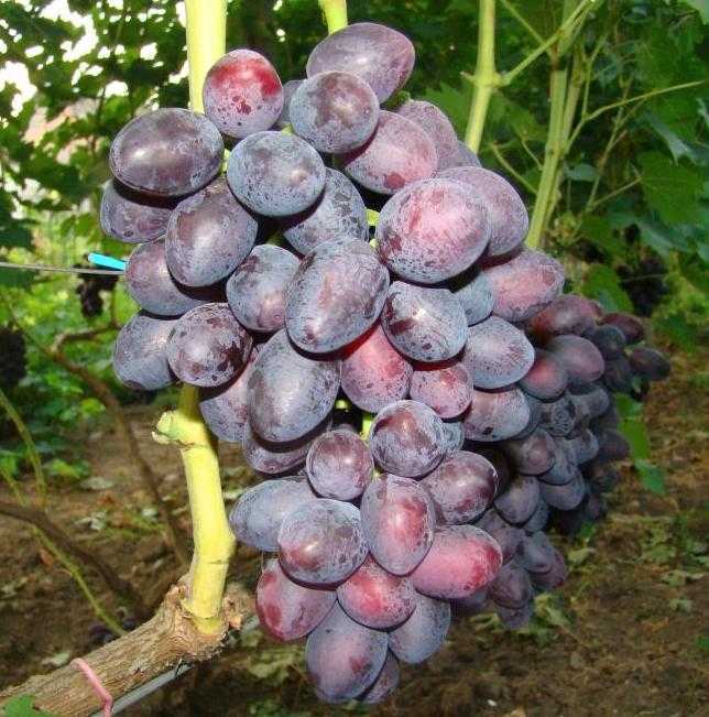 Виноград сорта анюта – шедевр любительской селекции