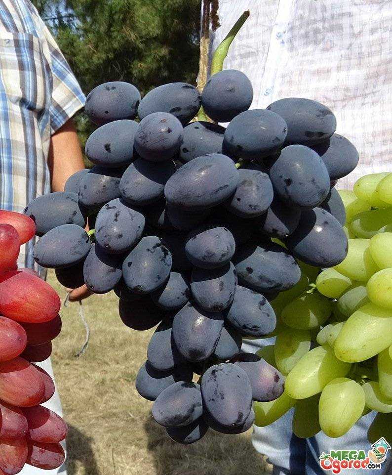 Описание и выращивание винограда сорта ркацители