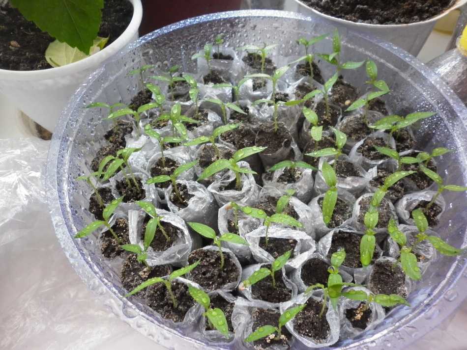 Базилик выращивание из семян когда сеять на рассаду видео