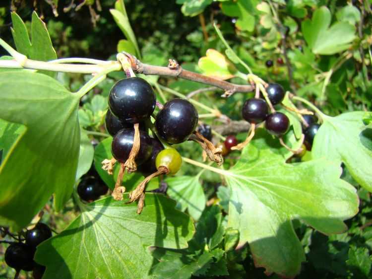 Чёрная смородина лентяй: позднеспелый сорт с крупными сладкими ягодами