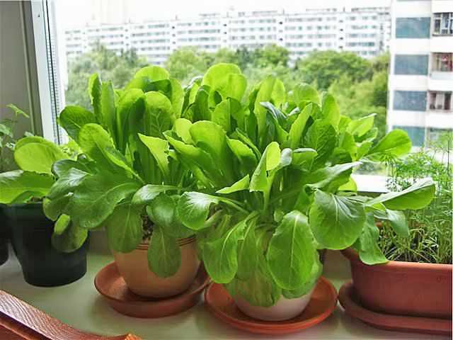Как вырастить шпинат на подоконнике или балконе в домашних условиях: можно ли посадить семена в квартире и получить хороший урожай, а также как пошагово это сделать? русский фермер
