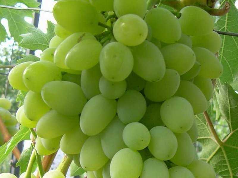 12 лучших винных сортов винограда для северного виноградника