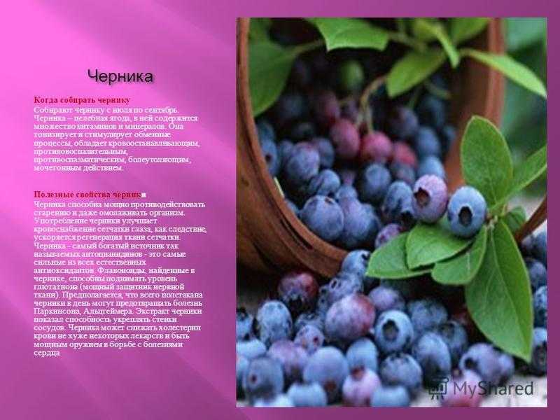 Где растет черника в россии: описание ягоды, способы заготовки