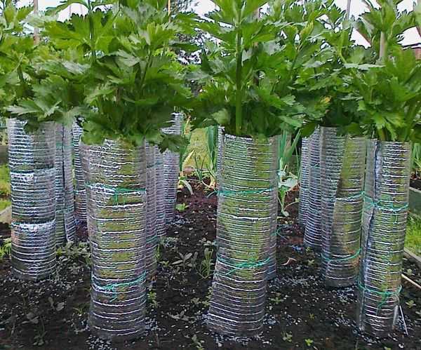 Сельдерей черешковый (стеблевой): выращивание и уход в открытом грунте, в теплице, как вырастить из семян