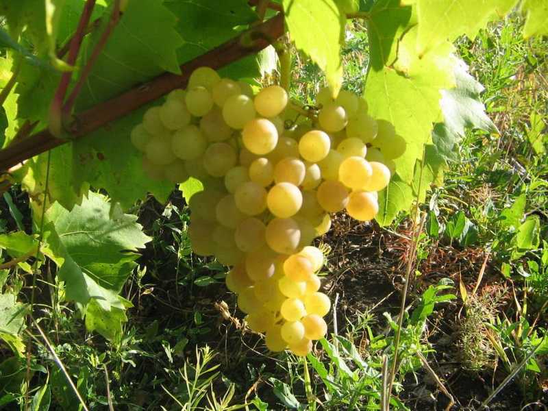 Виноград кишмиш 342: описание сорта, отзывы, фото