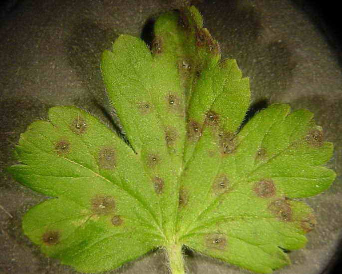 Причины появления зеленых жучков на щавеле. чем обработать растение и как предотвратить угрозу?