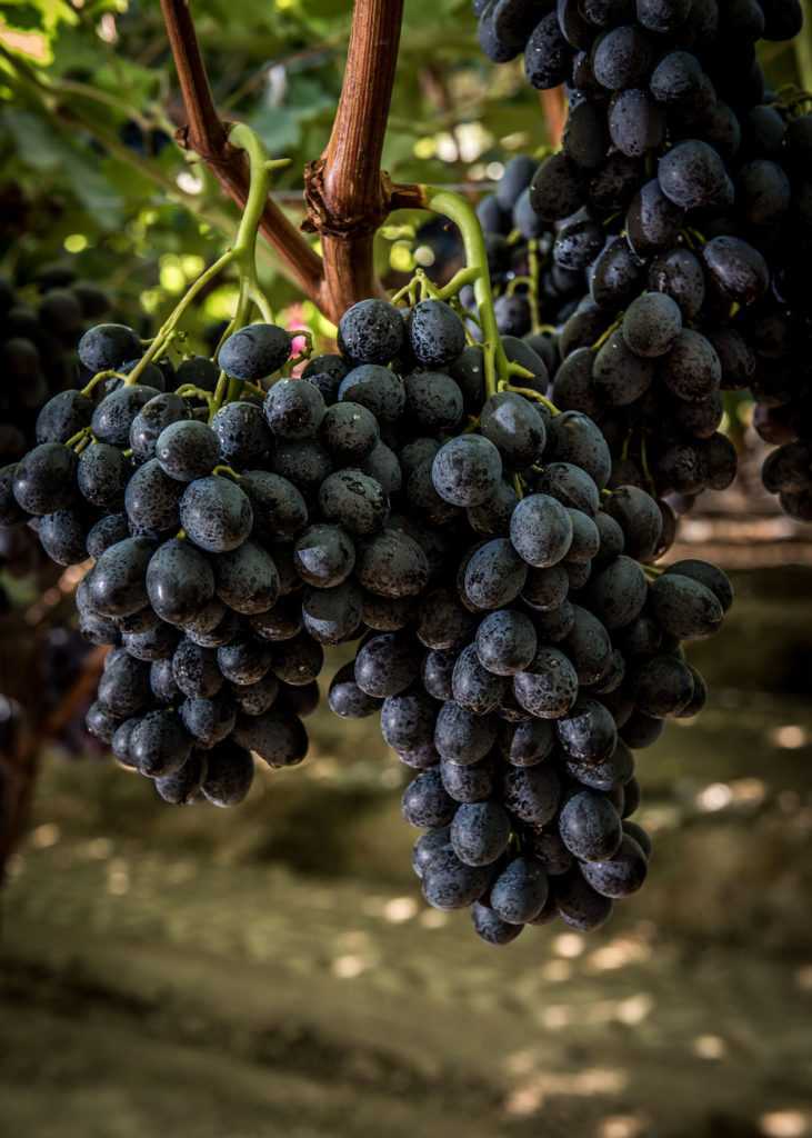 Виноград Ркацители: описание сорта, фото, отзывы виноградарей. Рекомендации по выращиванию и уходу.