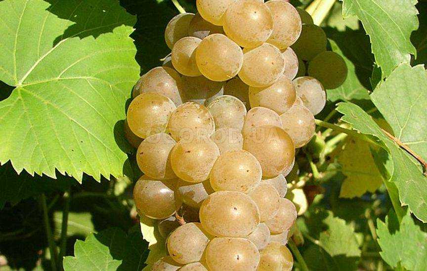 Сорта винограда с описанием, характеристикой и отзывами, в том числе неприхотливые, а также лучшие для разных областей и регионов