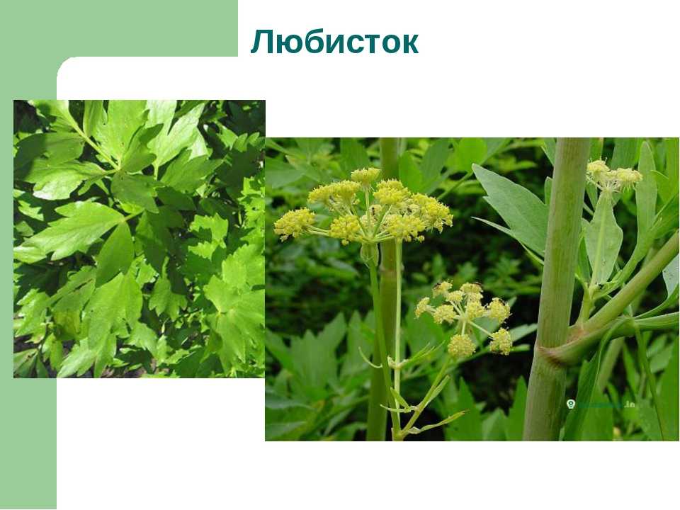 Любисток и сельдерей - одно и тоже или нет: многолетнее похожее растение, чем отличаются друг от друга, в чем разница
