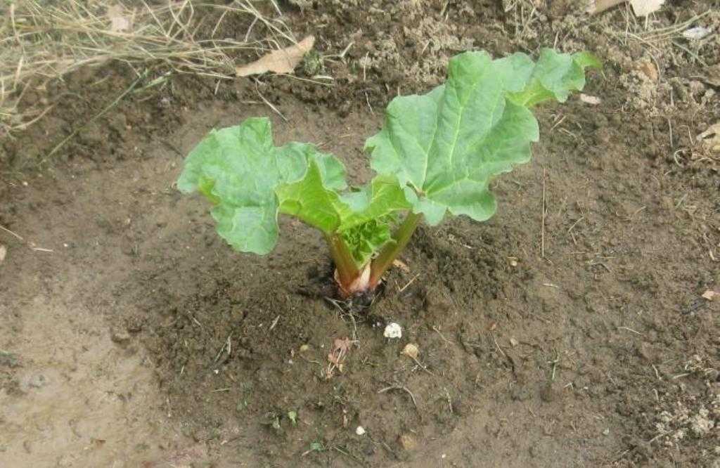 Выращивание ревеня из семян в открытом грунте: как вырастить рассаду |