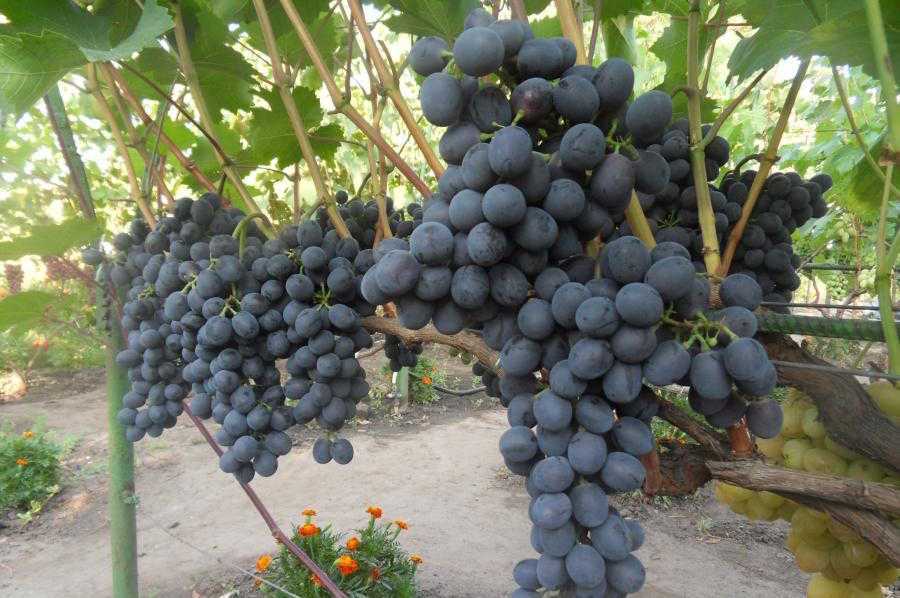 Виноград саперави северный - мир винограда - сайт для виноградарей и виноделов