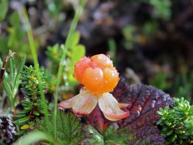 Ягода морошка - описание, полезные свойства северной ягоды