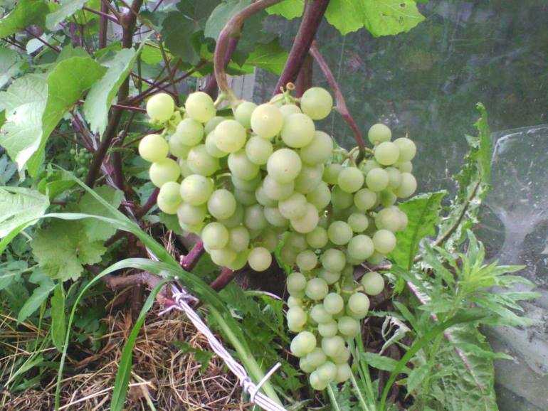 Платовский сорт винограда — как вырастить?