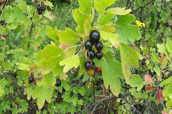 Черная смородина — полезные свойства и противопоказания ягод и листьев растения