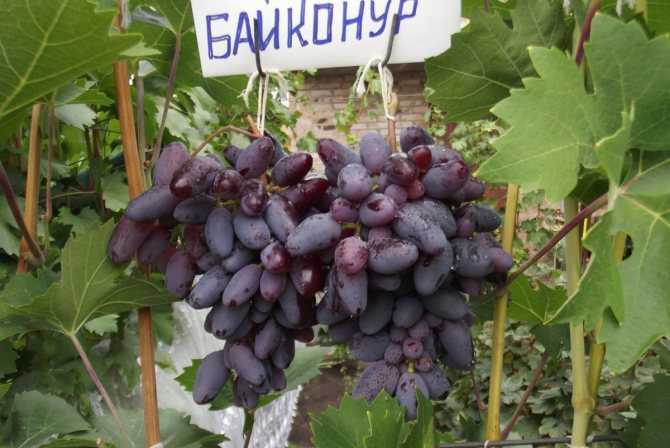 Виноград байконур: характеристика сорта, выращивание, фото, видео