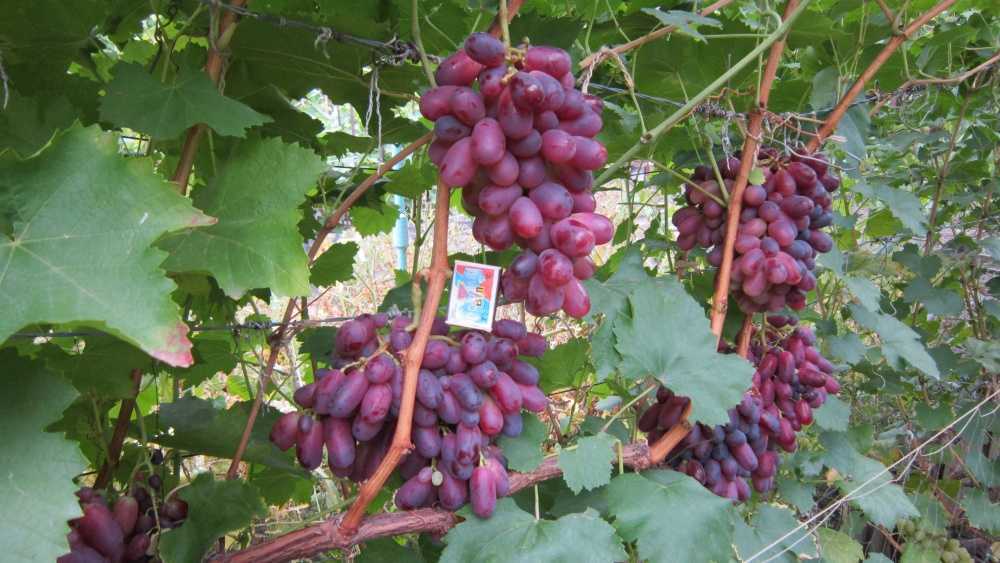 Виноград дубовский розовый: описание сорта, фото, отзывы, видео, уход