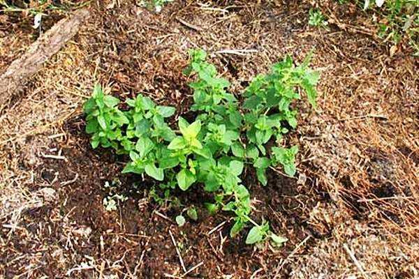 Сложно ли посадить и вырастить мяту и как это сделать дома и на даче?