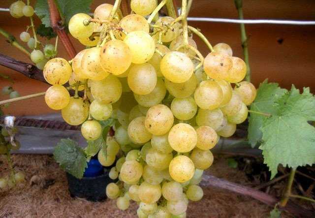 Описание и характеристики, преимущества и недостатки сорта винограда тукай и выращивание