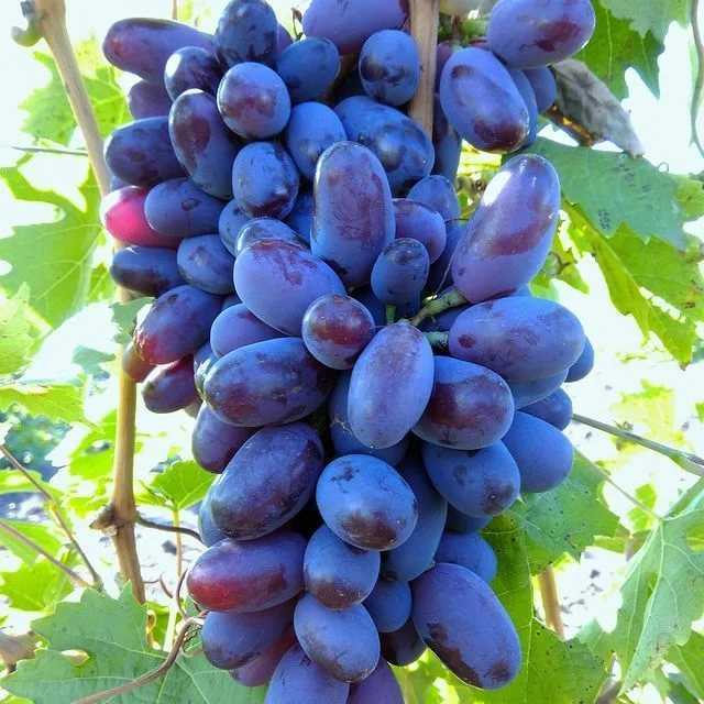 Сорт винограда байконур: описание, фото