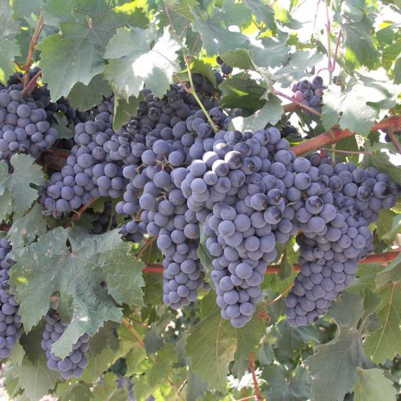 Описание сорта винограда "молдова": выращивание, полив, хранение