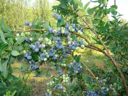 Голубика «бонус» (17 фото): описание сорта и его особенности, сложно ли разводить эту разновидность высокорослой ягоды, отзывы садоводов