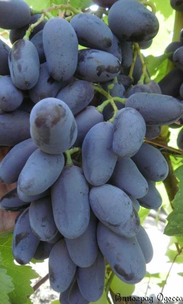 Описание и характеристики сорта винограда байконур, особенности выращивания и история селекции