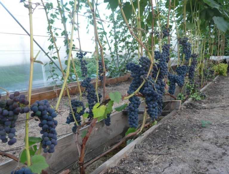 Все секреты выращивания винограда в подмосковье и в северных регионах россии от виноградаря николая сидорцова