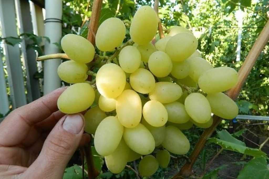 Виноград валек: достоинства и недостатки сорта