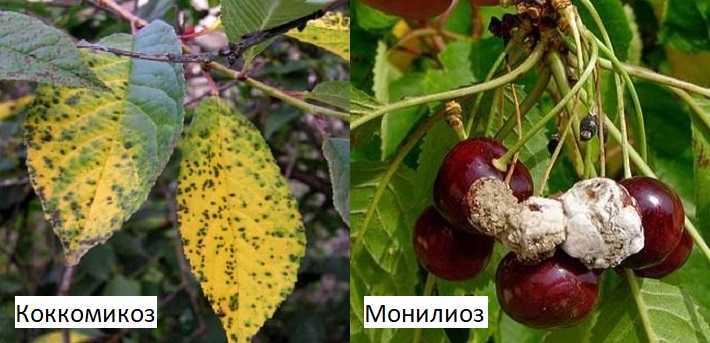 Борьба с коккомикозом вишни — чем лечить летом, как вылечить заболевание