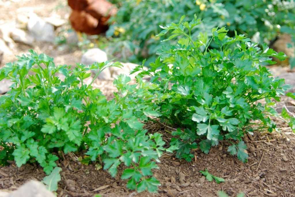 Выращивание кориандра в открытом грунте: как и когда сеять под зиму, посадка и уход