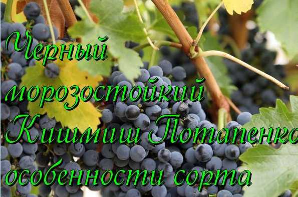 Описание и особенности винограда сорта “амурский”: целебные свойства, посадка, уход, обзор отзывов