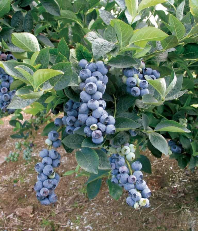 Голубика Кантри как низкорослый неприхотливый морозоустойчивый сорт: особенности его выращивания, размножения и применения плодов.