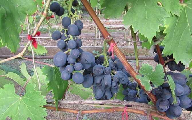 Виноград "фуршетный": описание сорта, выращивание и уход, отзывы и фото урожая