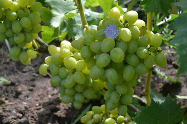 Виноград низина: описание сорта, фото, отзывы