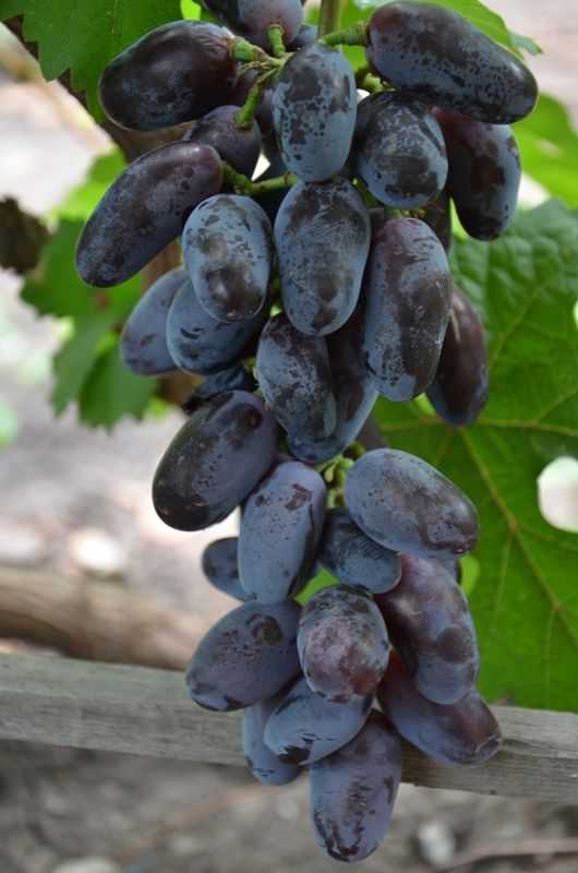Красивые и нарядные гроздья — визитная карточка винограда «байконур»